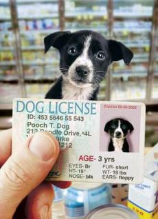 Dog License