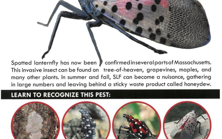 lanternfly poster